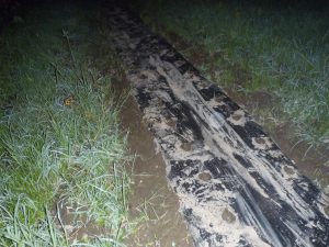 里芋　ショウガ　植える　230630